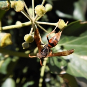 Polistes (Polistella) humilis at Cook, ACT - 18 Apr 2018