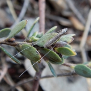 Ceromitia leptosticta at Cook, ACT - 18 Apr 2018