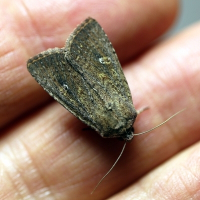 Dasygaster padockina (Tasmanian Cutworm) at O'Connor, ACT - 15 Apr 2018 by ibaird