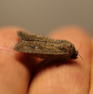 Dasygaster padockina at O'Connor, ACT - 15 Apr 2018