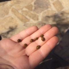 Harmonia conformis (Common Spotted Ladybird) at Majura, ACT - 18 Apr 2018 by alex_watt