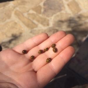 Harmonia conformis at Majura, ACT - 18 Apr 2018