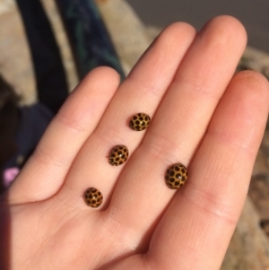 Harmonia conformis at Majura, ACT - 18 Apr 2018 01:04 PM