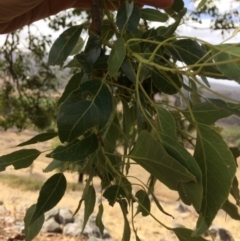 Brachychiton populneus subsp. populneus at Wee Jasper, NSW - 14 Apr 2018
