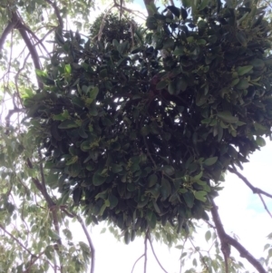 Notothixos cornifolius at Wee Jasper, NSW - 14 Apr 2018 12:06 PM