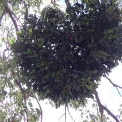 Notothixos cornifolius (Kurrajong Mistletoe) at Wee Jasper, NSW - 14 Apr 2018 by alexwatt