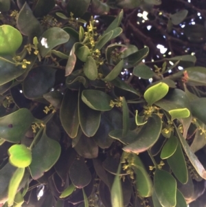 Notothixos cornifolius at Wee Jasper, NSW - 14 Apr 2018