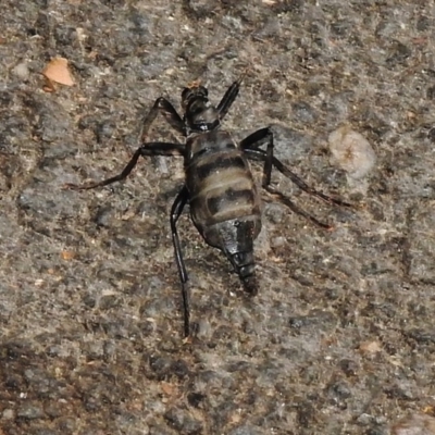 Boreoides subulatus (Wingless Soldier Fly) at Tidbinbilla Nature Reserve - 19 Apr 2018 by JohnBundock