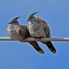 Ocyphaps lophotes (Crested Pigeon) at Fyshwick, ACT - 19 Apr 2018 by RodDeb