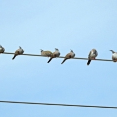 Ocyphaps lophotes at Fyshwick, ACT - 19 Apr 2018