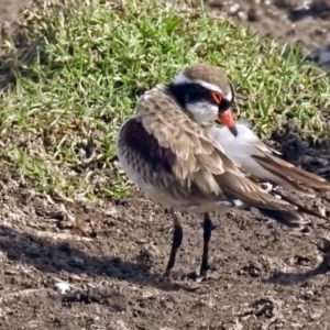 Charadrius melanops at Fyshwick, ACT - 19 Apr 2018