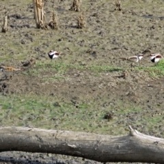 Charadrius melanops at Fyshwick, ACT - 19 Apr 2018