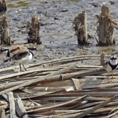 Charadrius melanops (Black-fronted Dotterel) at Fyshwick, ACT - 19 Apr 2018 by RodDeb