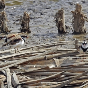 Charadrius melanops at Fyshwick, ACT - 19 Apr 2018