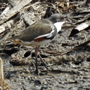 Erythrogonys cinctus at Fyshwick, ACT - 19 Apr 2018