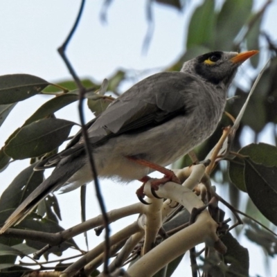 Manorina melanocephala (Noisy Miner) at Fyshwick, ACT - 19 Apr 2018 by RodDeb