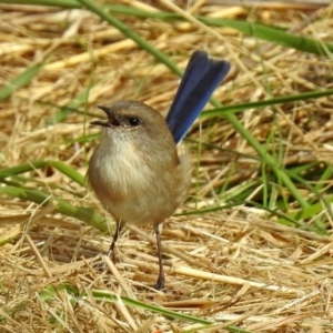 Malurus cyaneus at Fyshwick, ACT - 19 Apr 2018