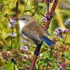 Malurus cyaneus (Superb Fairywren) at Fyshwick, ACT - 19 Apr 2018 by RodDeb