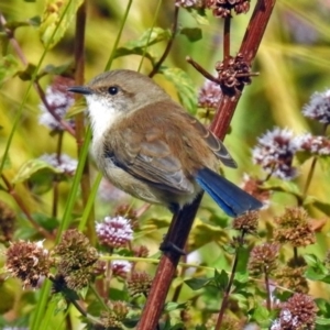 Malurus cyaneus at Fyshwick, ACT - 19 Apr 2018