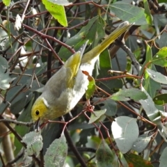 Ptilotula penicillata (White-plumed Honeyeater) at Fyshwick, ACT - 19 Apr 2018 by RodDeb