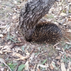 Tachyglossus aculeatus (Short-beaked Echidna) at Mount Ainslie - 19 Apr 2018 by SilkeSma