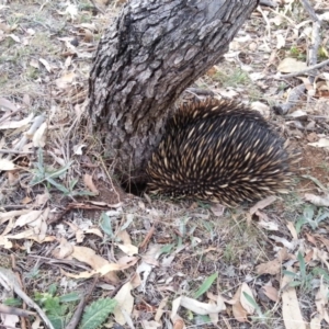 Tachyglossus aculeatus at Majura, ACT - 19 Apr 2018