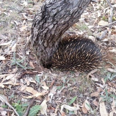 Tachyglossus aculeatus (Short-beaked Echidna) at Majura, ACT - 19 Apr 2018 by SilkeSma