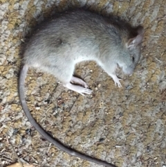 Rattus rattus (Black Rat) at Hughes, ACT - 10 Apr 2018 by ruthkerruish