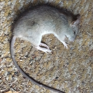 Rattus rattus at Hughes, ACT - 10 Apr 2018 12:00 AM