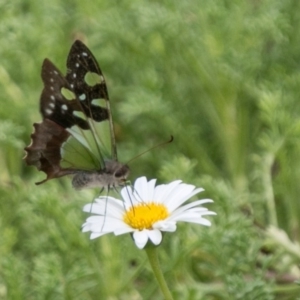 Graphium macleayanum at Canberra Central, ACT - 19 Apr 2018