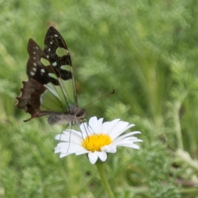 Graphium macleayanum (Macleay's Swallowtail) at Canberra Central, ACT - 19 Apr 2018 by SWishart