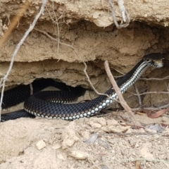 Austrelaps ramsayi at Namadgi National Park - 19 Apr 2018