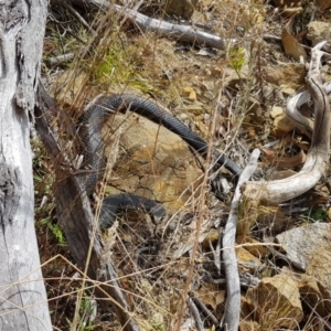 Austrelaps ramsayi at Namadgi National Park - 19 Apr 2018 12:00 AM