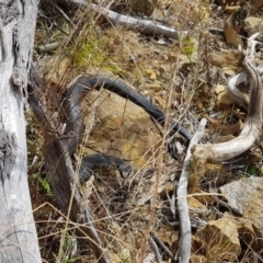 Austrelaps ramsayi at Namadgi National Park - 19 Apr 2018
