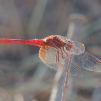 Diplacodes haematodes (Scarlet Percher) at Molonglo Valley, ACT - 28 Mar 2018 by MichaelBedingfield