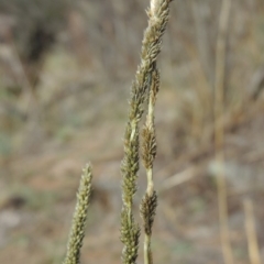 Sporobolus creber (Slender Rat's Tail Grass) at Molonglo Valley, ACT - 28 Mar 2018 by michaelb