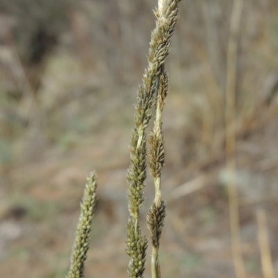 Sporobolus creber (Slender Rat's Tail Grass) at Molonglo Valley, ACT - 28 Mar 2018 by MichaelBedingfield