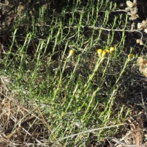 Chrysocephalum semipapposum at Molonglo River Reserve - 28 Mar 2018 06:31 PM