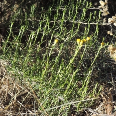 Chrysocephalum semipapposum (Clustered Everlasting) at Molonglo Valley, ACT - 28 Mar 2018 by michaelb