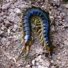 Scolopendra sp. (genus) (Centipede) at Majura, ACT - 19 Apr 2018 by jbromilow50