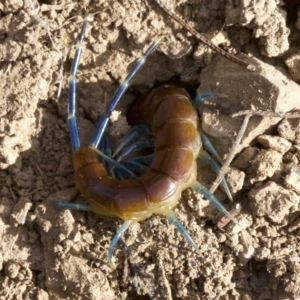 Rhysida nuda at Majura, ACT - 19 Apr 2018 04:09 PM