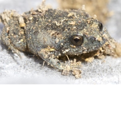 Uperoleia laevigata (Smooth Toadlet) at Mount Ainslie - 19 Apr 2018 by jb2602