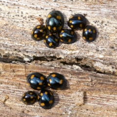 Orcus australasiae (Orange-spotted Ladybird) at Mount Ainslie - 19 Apr 2018 by jb2602