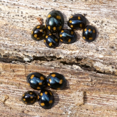 Orcus australasiae (Orange-spotted Ladybird) at Mount Ainslie - 19 Apr 2018 by jb2602