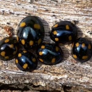 Orcus australasiae at Majura, ACT - 19 Apr 2018