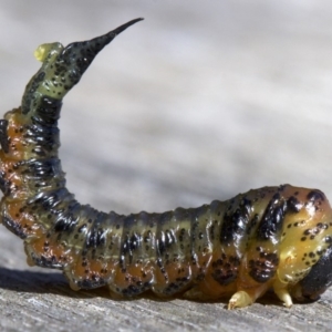 Pterygophorus sp. (genus) at Ainslie, ACT - 18 Apr 2018