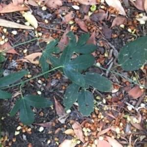 Passiflora caerulea at Hughes, ACT - 19 Apr 2018 12:00 AM