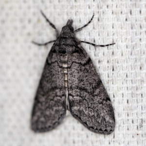 Smyriodes undescribed species nr aplectaria at O'Connor, ACT - 19 Apr 2018