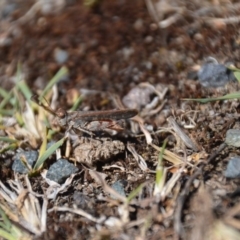 Exarna includens (Red-legged Exarna) at QPRC LGA - 9 Feb 2018 by natureguy