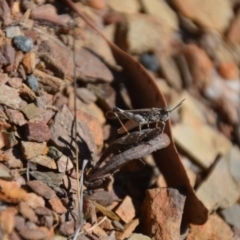 Cryptobothrus chrysophorus (Golden Bandwing) at Wamboin, NSW - 9 Feb 2018 by natureguy